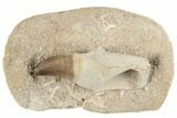 Fossil Rooted Mosasaur (Prognathodon) Tooth In Rock- Morocco #192513-1